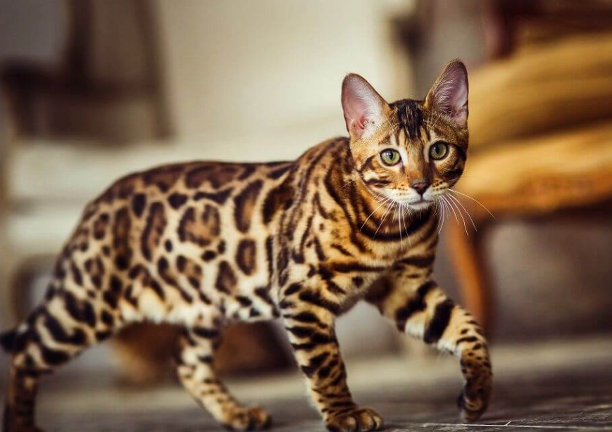 Bengal cat cost