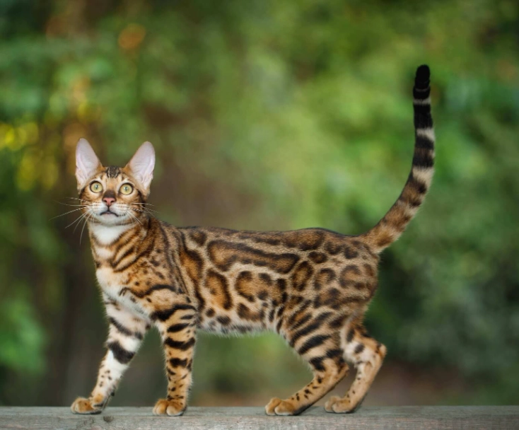 hyperactive Bengal cat
