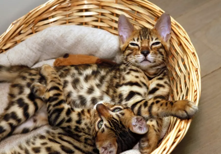 hyperactive Bengal cat