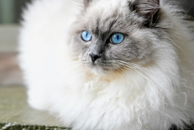 Ragdoll Persian mix traits Ragdoll Persian mix traits