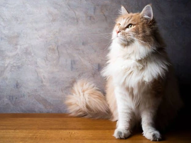 Maine Coon health problems Maine Coon health problems