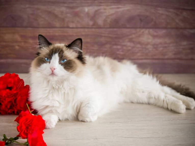 Can Ragdoll cats be tabby?