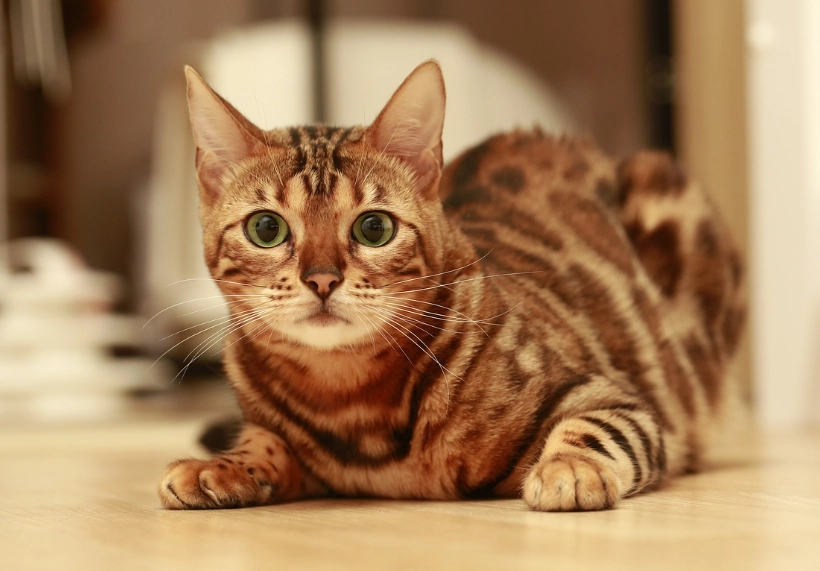 Bengal cat energy levels