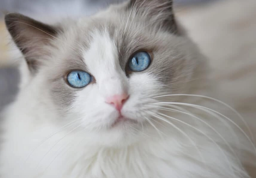 how much is a blue ragdoll cat how much is a blue ragdoll cat