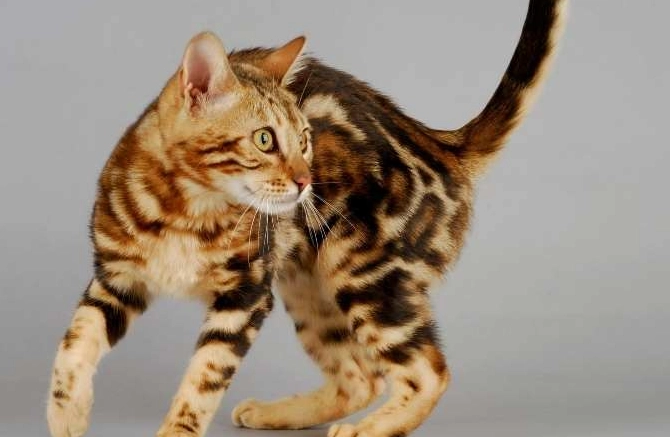 Bengal cat rosettes