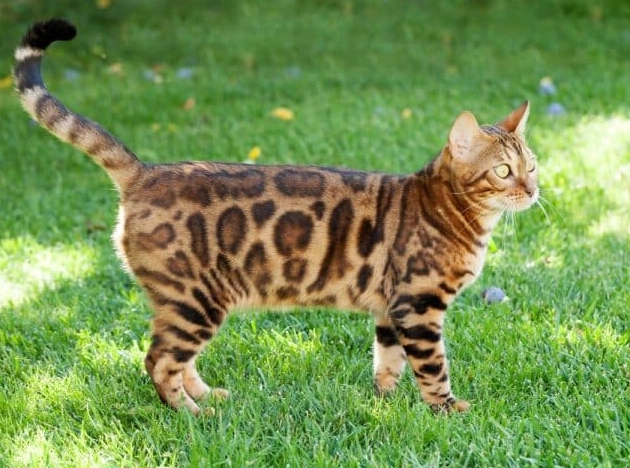 Bengal cat price