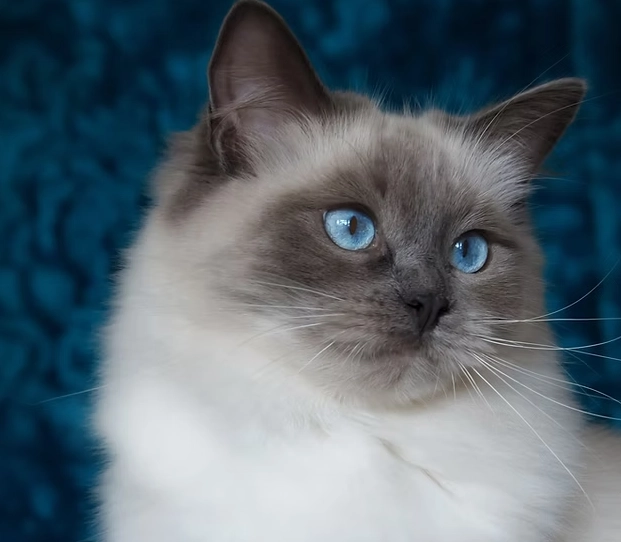 Ragdoll cat cost Ragdoll cat cost