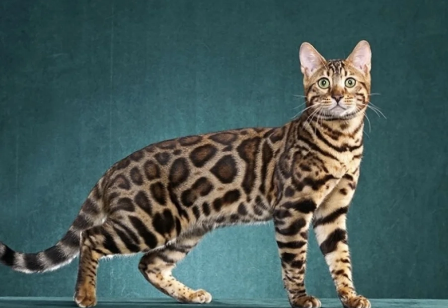 Are Bengal cats expensive
