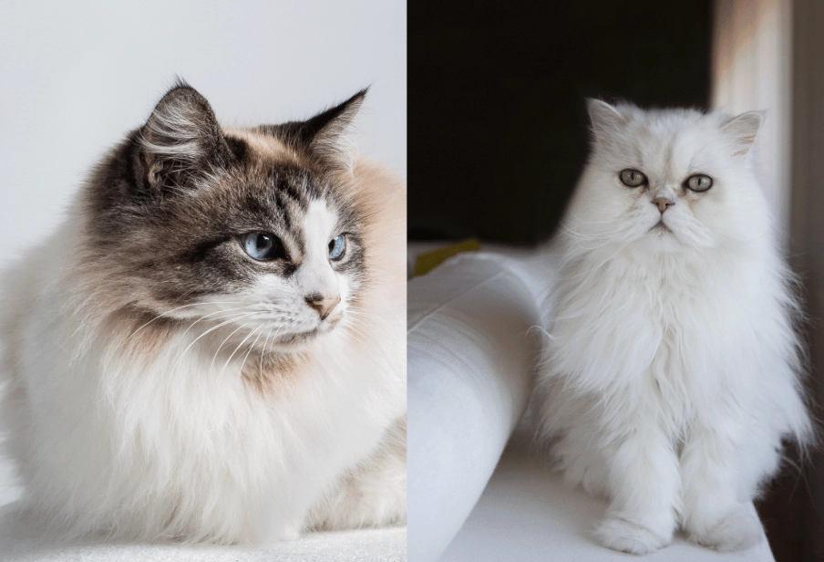 persian cat price persian cat price