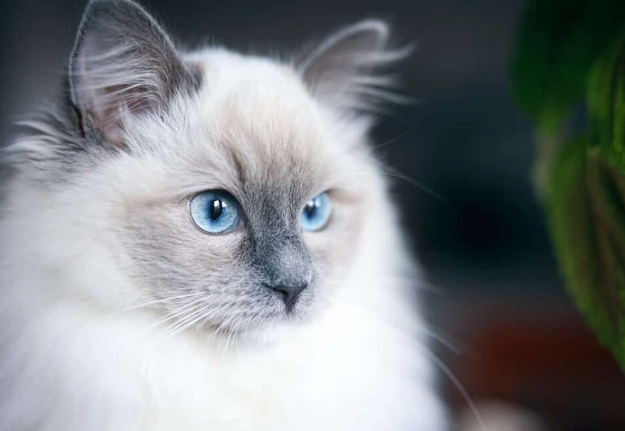 Are mitted Ragdolls rare