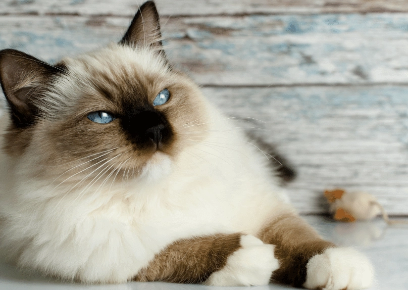 mitted Ragdoll mitted Ragdoll