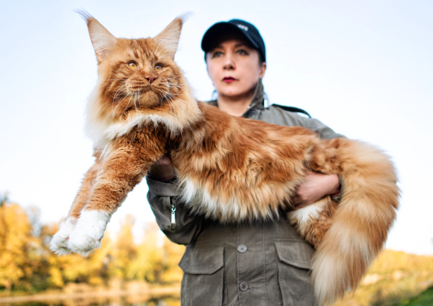 How much is a giant Maine Coon cat