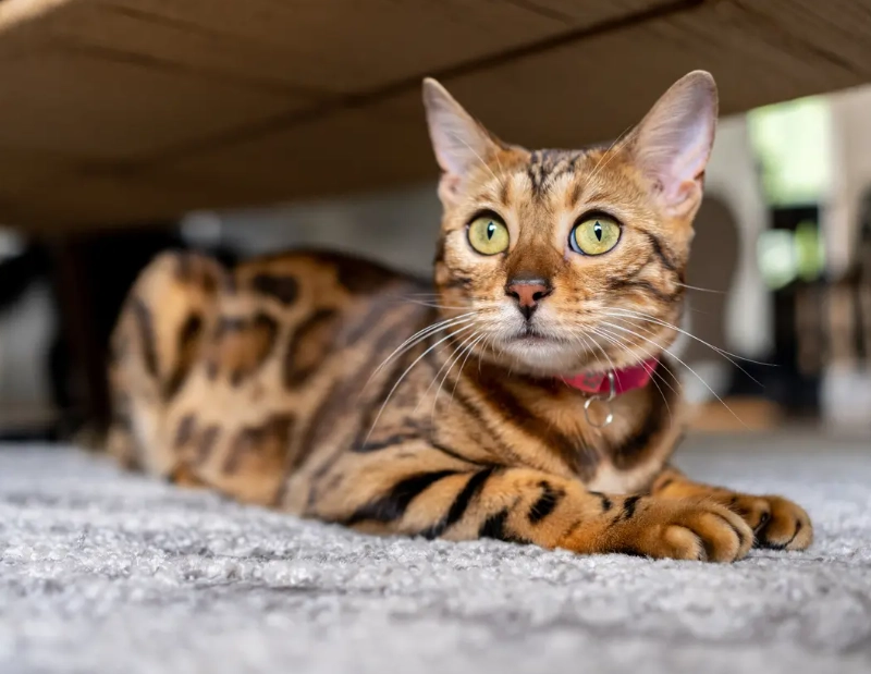 Bengal cat energy levels