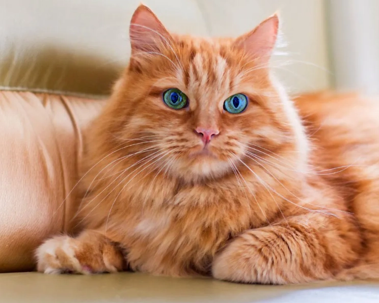 Ragdoll tabby pattern Ragdoll tabby pattern