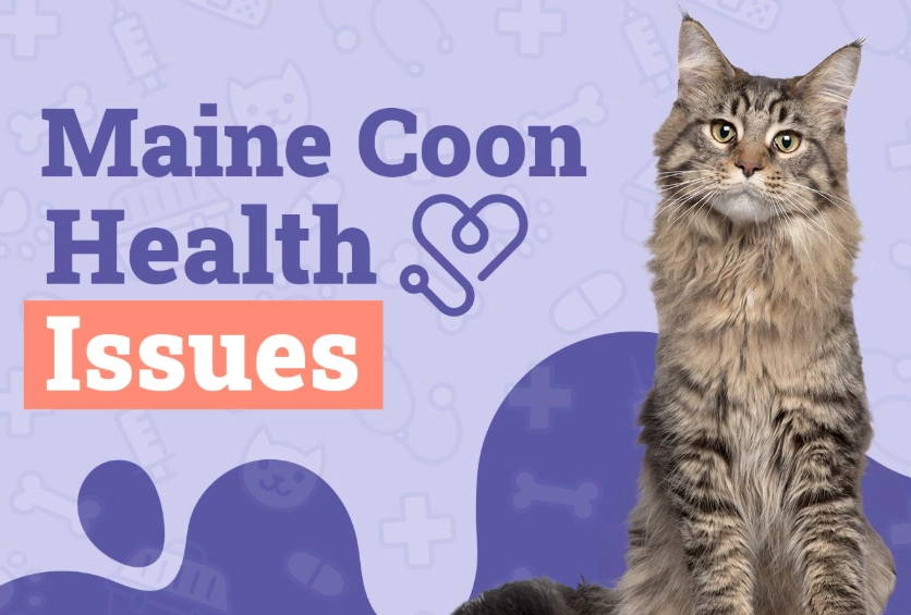 Maine Coon health problems