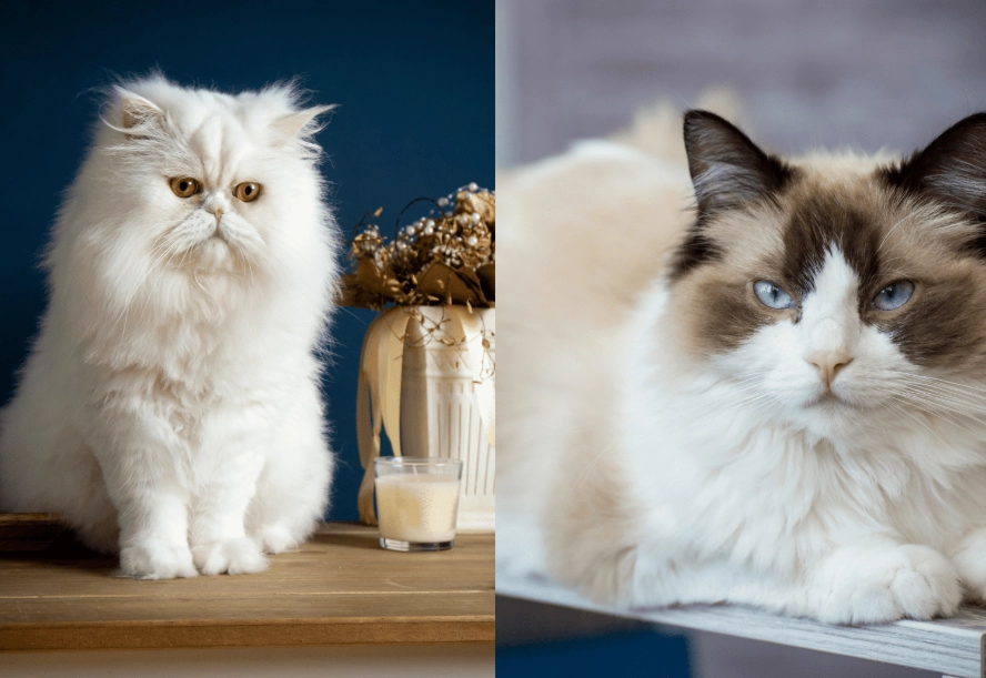 Persian Ragdoll hybrid Persian Ragdoll hybrid