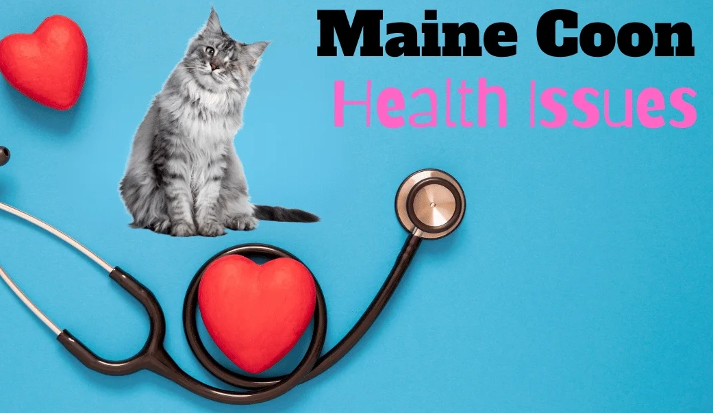 Maine Coon health problems Maine Coon health problems