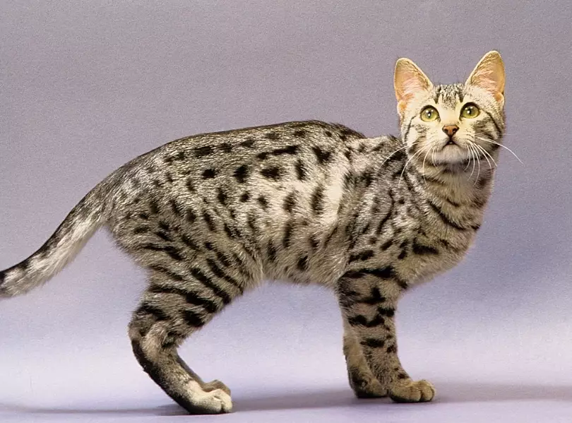 marbled tabby vs marbled bengal