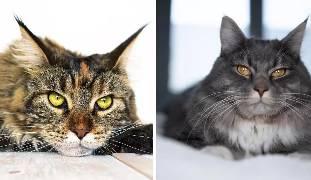 Maine Coon health problems