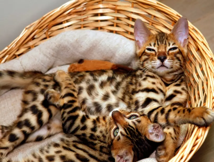 Bengal cat cuddly nature