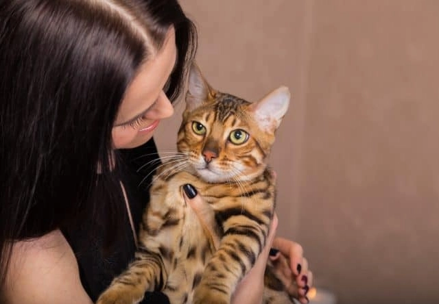 Bengal cat personality