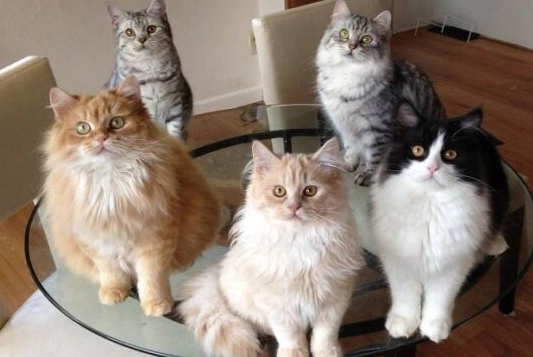 Welsh cat breed