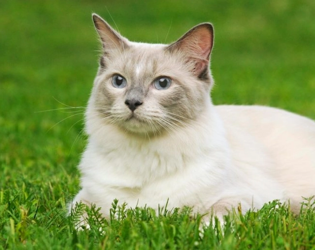 Ragdoll Siamese mix
