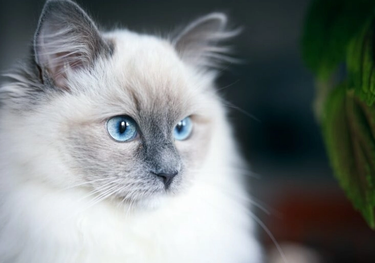 Ragdoll cat cost Ragdoll cat cost