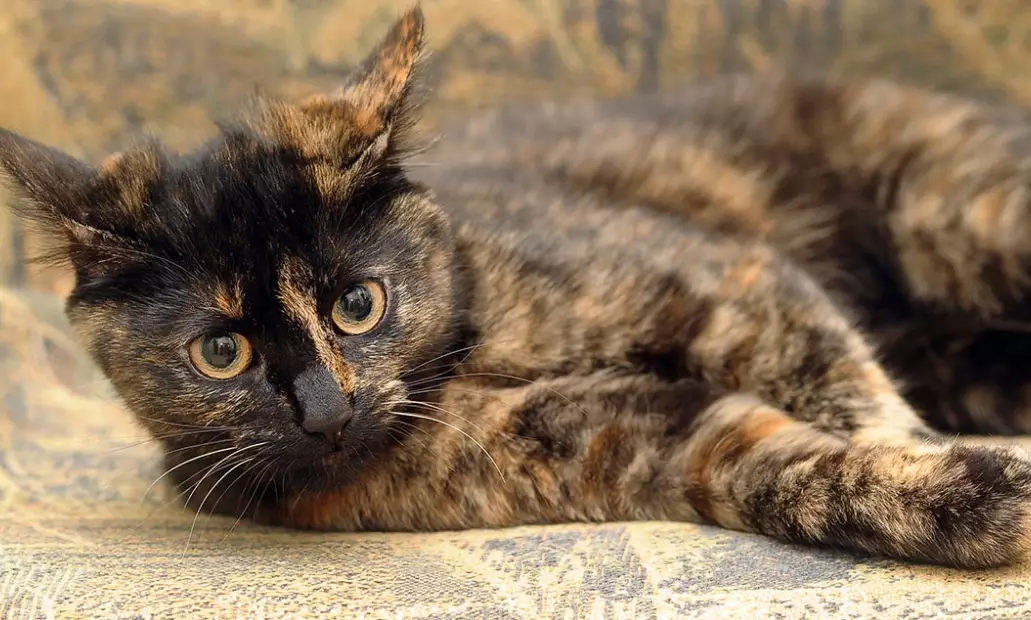 tortie cat male price tortie cat male price