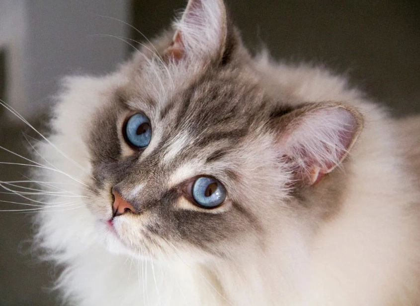 Ragdoll tabby mix personality
