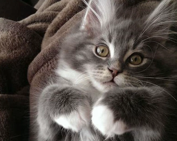 hypertrophic cardiomyopathy Maine Coon hypertrophic cardiomyopathy Maine Coon