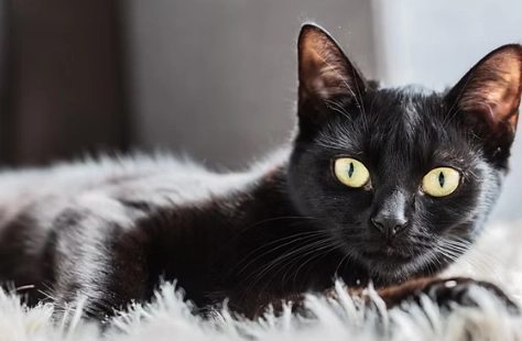 black cat breeds black cat breeds