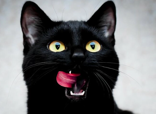 black cat breeds black cat breeds