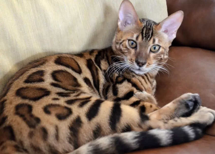 bengal cat price