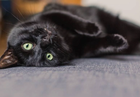 black cat superstition black cat superstition