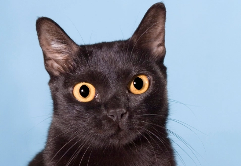 Bombay cat personality