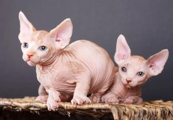 different kinds of cats