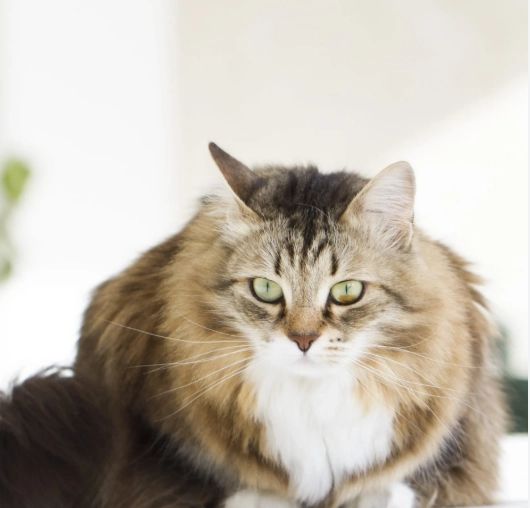 Siberian cat personality