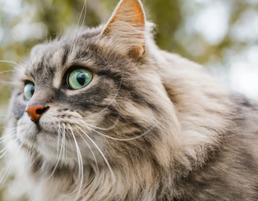 Siberian cat hypoallergenic