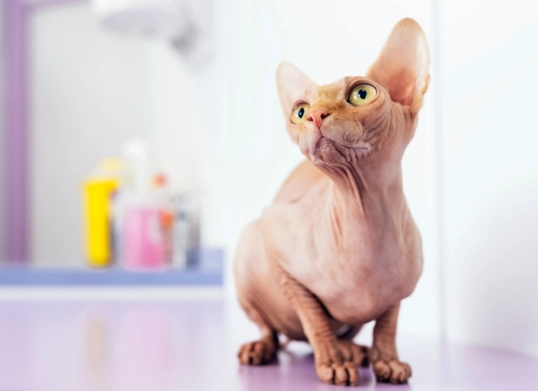 hairless cat breeds