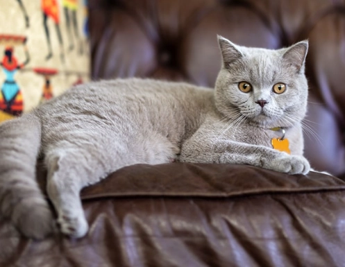British Shorthair care