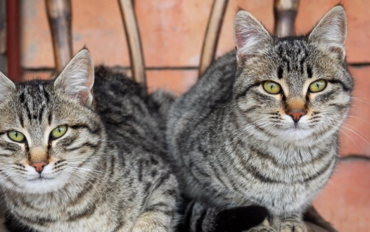 tabby cat personality tabby cat personality