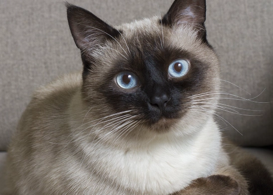 siamese cat personality