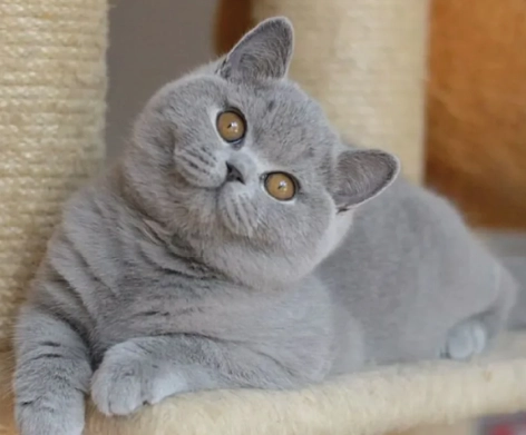 British Shorthair personality