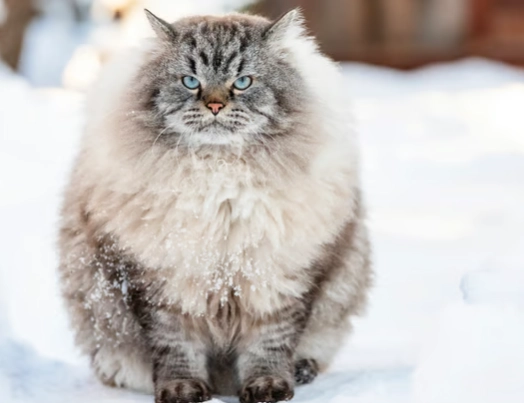 Siberian cat hypoallergenic