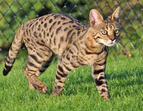 savannah cat price