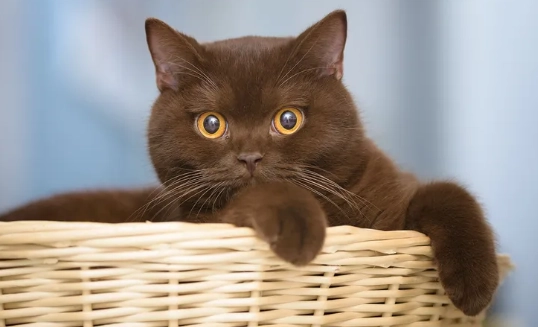 brown cat personality