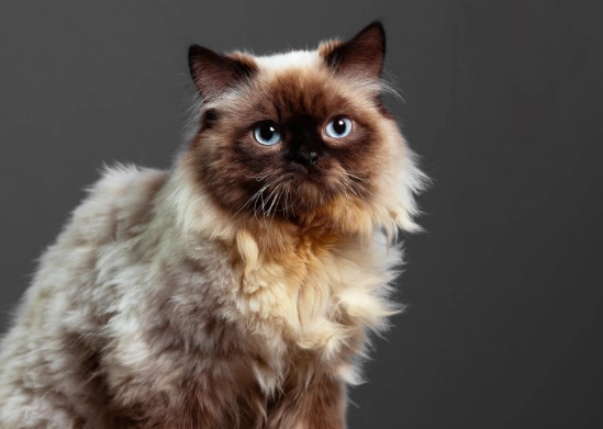 himalayan cat care himalayan cat care
