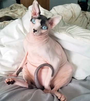 sphynx cat care