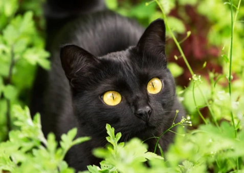 Bombay cat personality